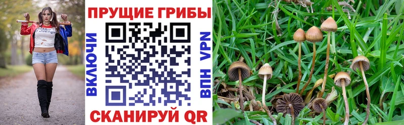 Псилоцибиновые грибы Psilocybe  кракен ссылки  Новомичуринск 